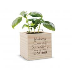 Growing Succeeding Plant Cube for Employee Appreciation