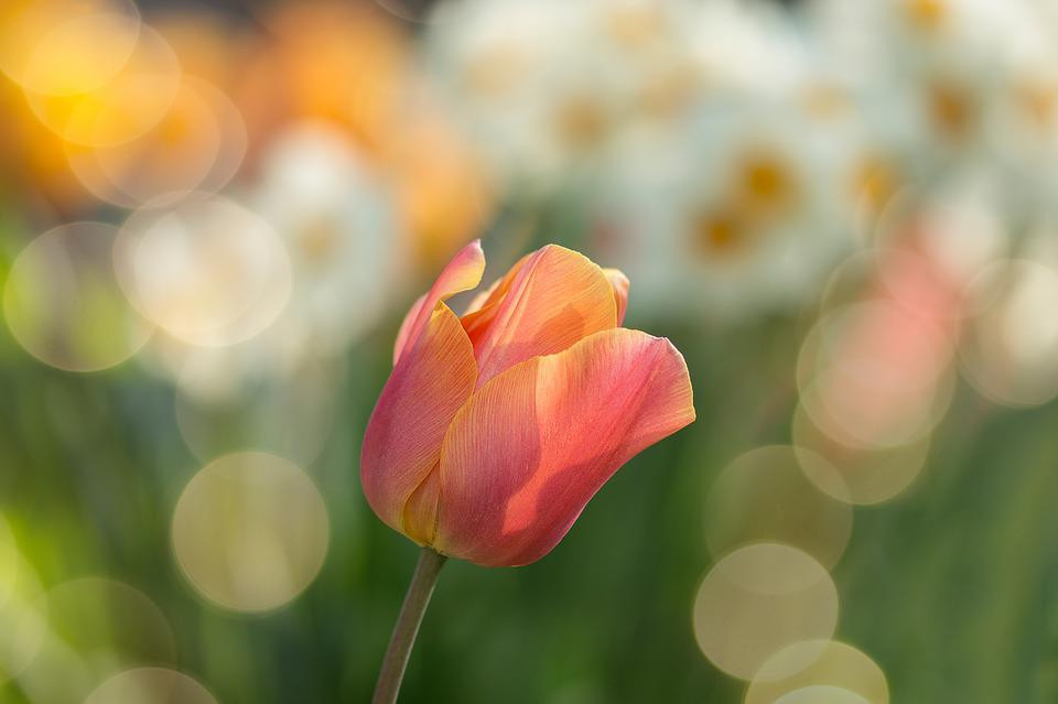 A close-up photo of a rose with a blurred-out background