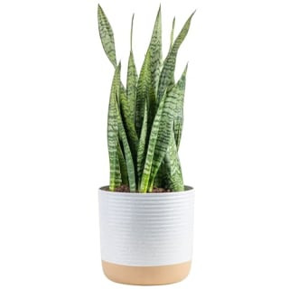 Snake Plant Grandma Christmas Gift Idea