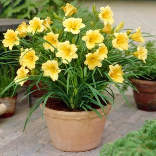 Daylilies ReBlooming Stella De