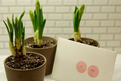 Potted flowers and herbs, a reusable and eco-friendly hostess gift instead of cut flowers.