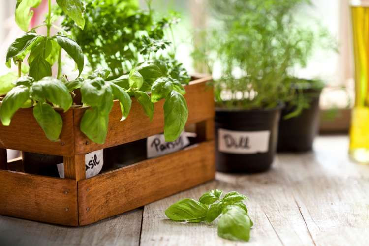 Indoor herb garden kit, a practical birthday gift idea for wife with a green thumb, bringing fresh herbs to the kitchen (via Canva)