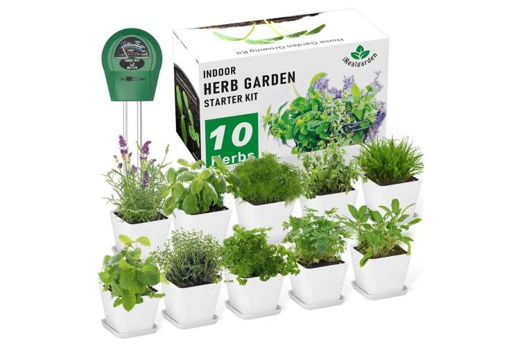 Indoor gardening kit, a hobby-based birthday gift idea for wife, bringing nature and greenery indoors (via Amazon)