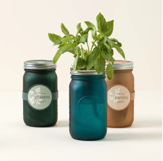 Mason Jar Indoor Herb Garden - A desk plant gift for coworkers under 