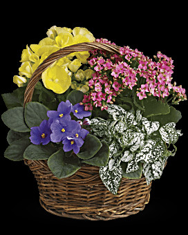 Spring Has Sprung Mixed Basket Plant