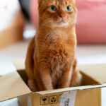A reddish brown cat with green eyes sits in a cardboard box on the floor.