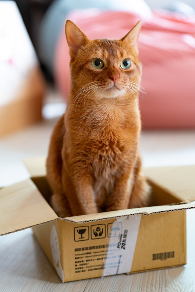 A reddish brown cat with green eyes sits in a cardboard box on the floor.